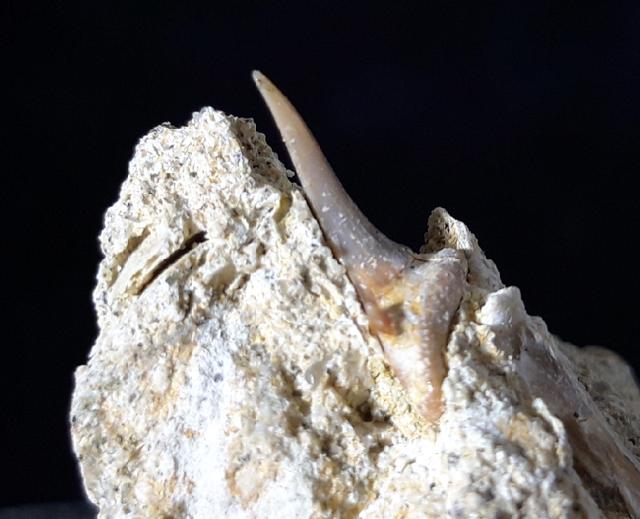 cf. Araloselachus cuspidatus (AGASSIZ 1843) - Bild © FossNet FossilienStore